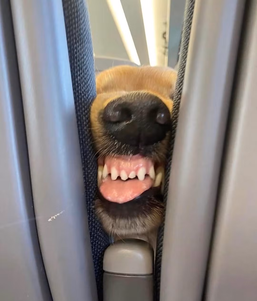 Ngồi ở hàng ghế phía trên, chú cún này liên tục thể hiện tính cách "thân thiện" của mình khi thường xuyên nhìn xuống, "gửi lời chào" với cô gái bằng cách...nhe răng, lè lưỡi.