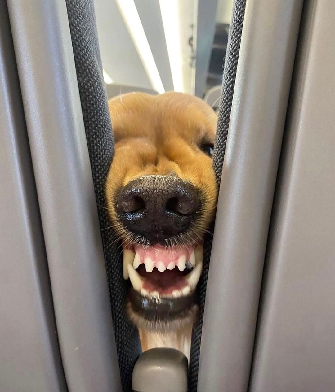 Điều đáng nói, người bạn đường này không phải là một cô gái, hay chàng trai nào, mà là...một chú cún.