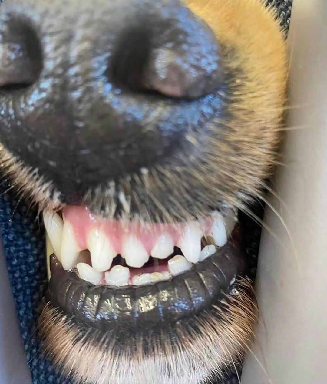 "Người bạn bốn chân" này cũng không hề ngại người lạ hay máy ảnh.