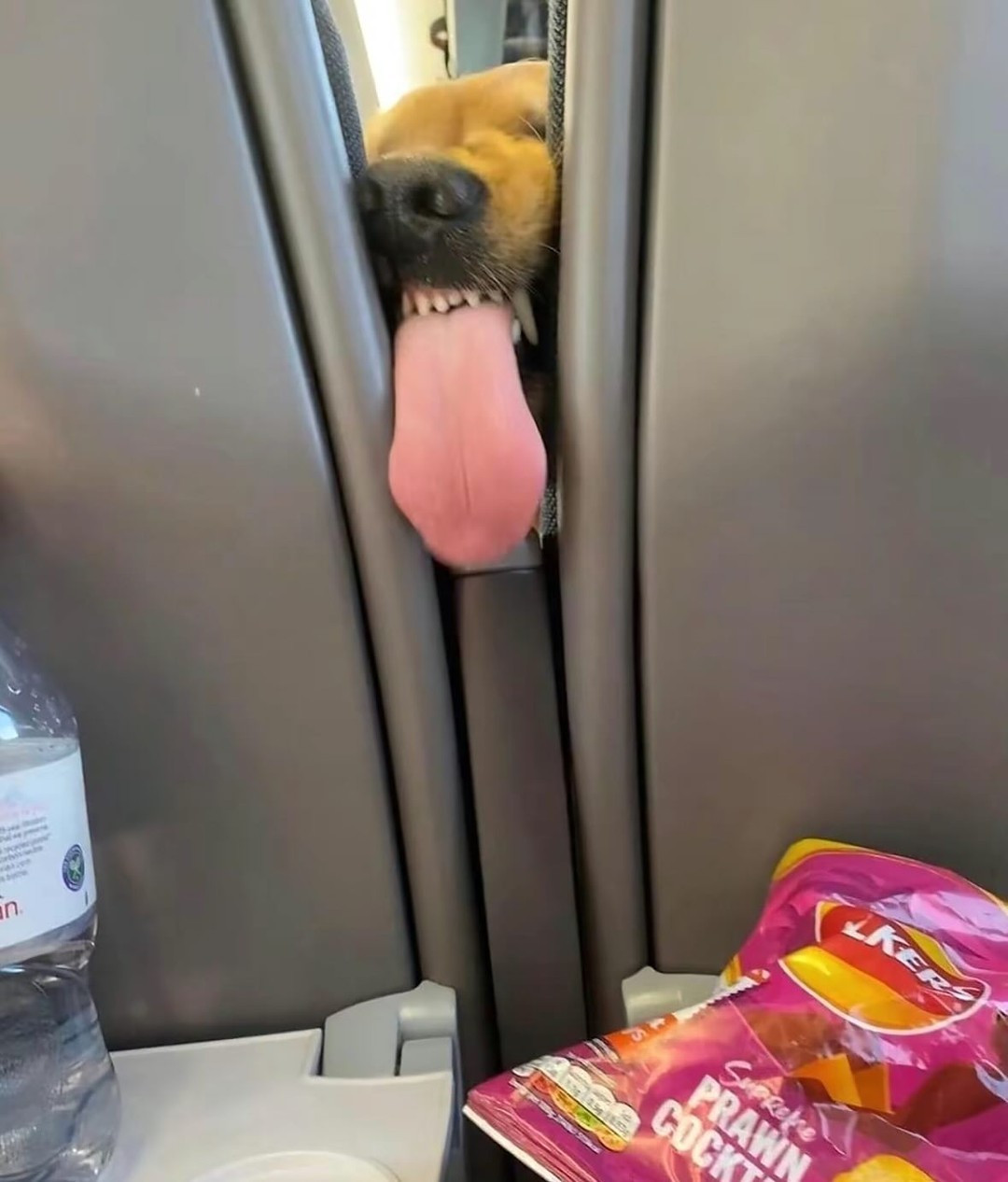 Có vẻ chú cún này được chủ nhân khá cưng chiều, khi sở hữu bộ lông mượt mà cùng răng miệng sạch sẽ, trắng sáng.