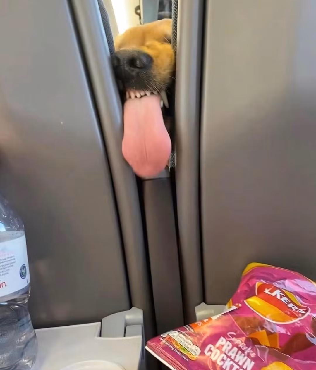 Có vẻ chú cún này được chủ nhân khá cưng chiều, khi sở hữu bộ lông mượt mà cùng răng miệng sạch sẽ, trắng sáng.