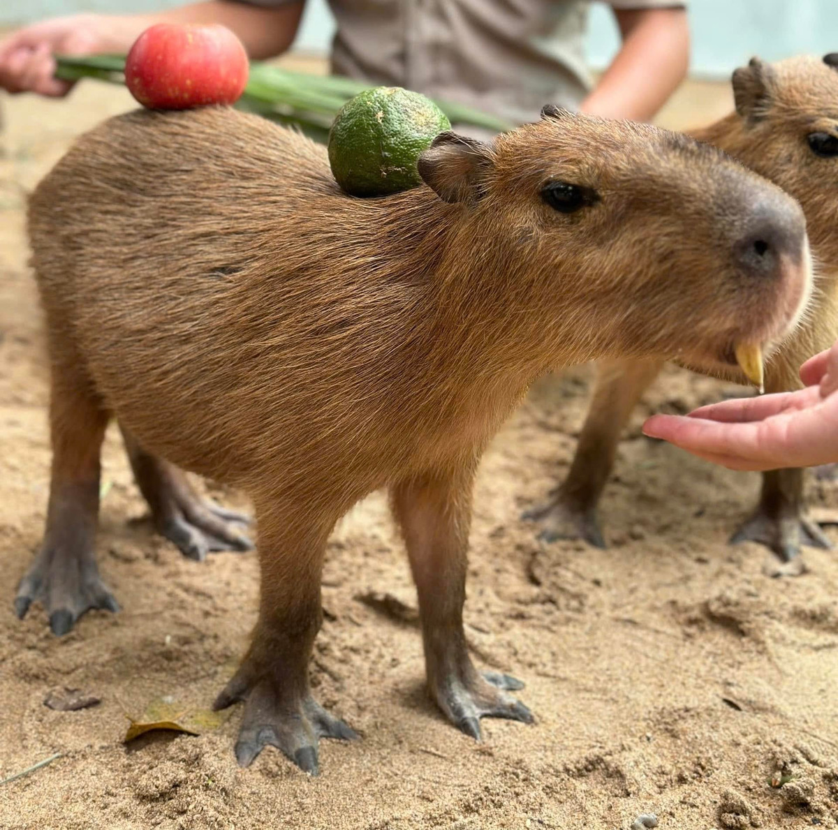 Cách đây không lâu, trên trang cá nhân, Thảo cầm viên Sài Gòn đã "nhá hàng" về sự ra mắt của 4 thành viên mới. Đó chính là gia đình capybara với cái tên vô cùng độc đáo: Phú - Quý - Cát - Tường.