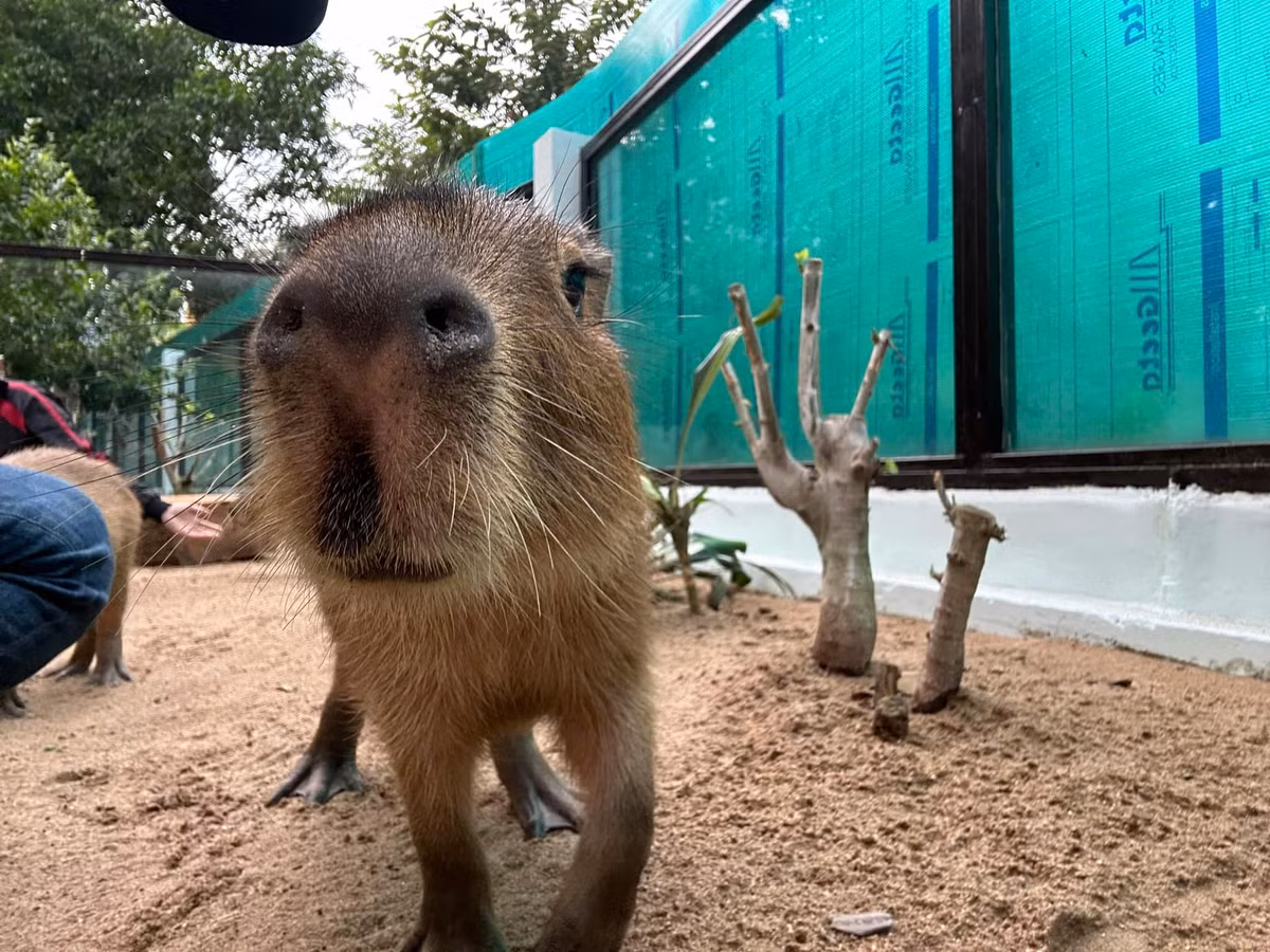 Nhiều video về loài động vật này trên mạng xã hội đều thu về hàng triệu lượt xem vì biểu cảm "bất biến" cực đáng yêu.