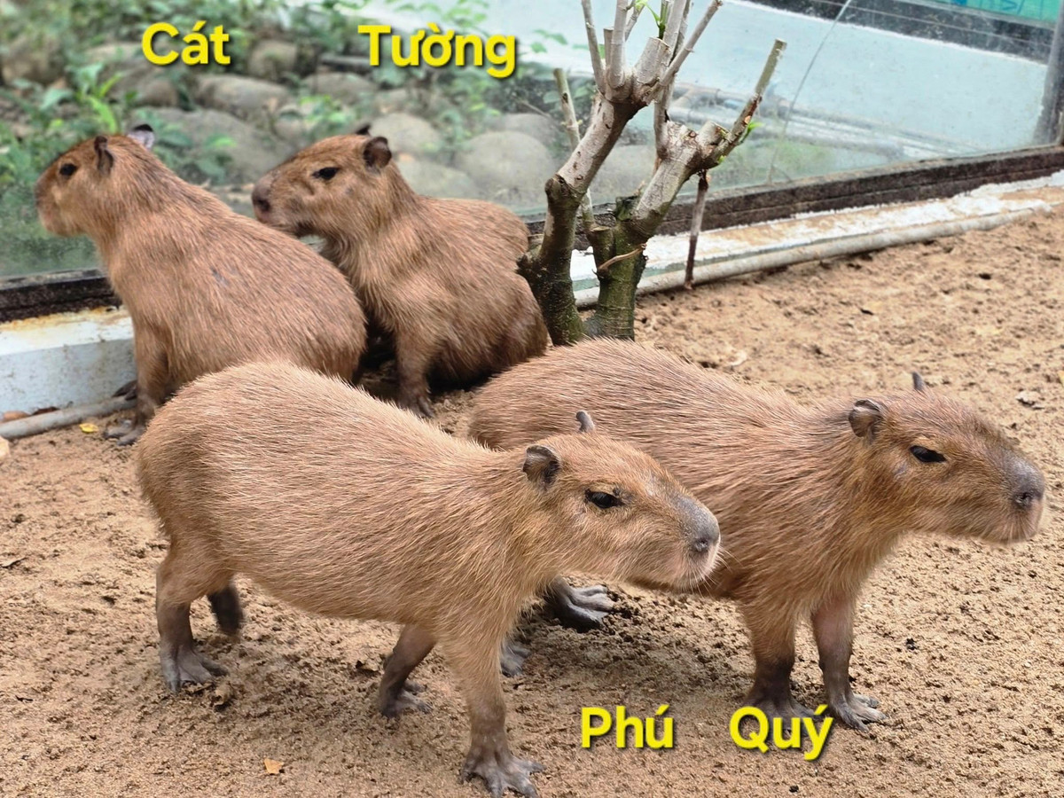Thời gian qua capybara trở thành "trend" được giới trẻ, trẻ em yêu thích. Rất nhiều mẫu thú bông, giày dép, quần áo đều được tạo hình theo loài động vật này. Sự ra mắt của 4 thành viên nhà chuột lang nước ở Thảo cầm viên hứa hẹn sẽ thu hút rất nhiều khách tham quan tới ghé thăm.