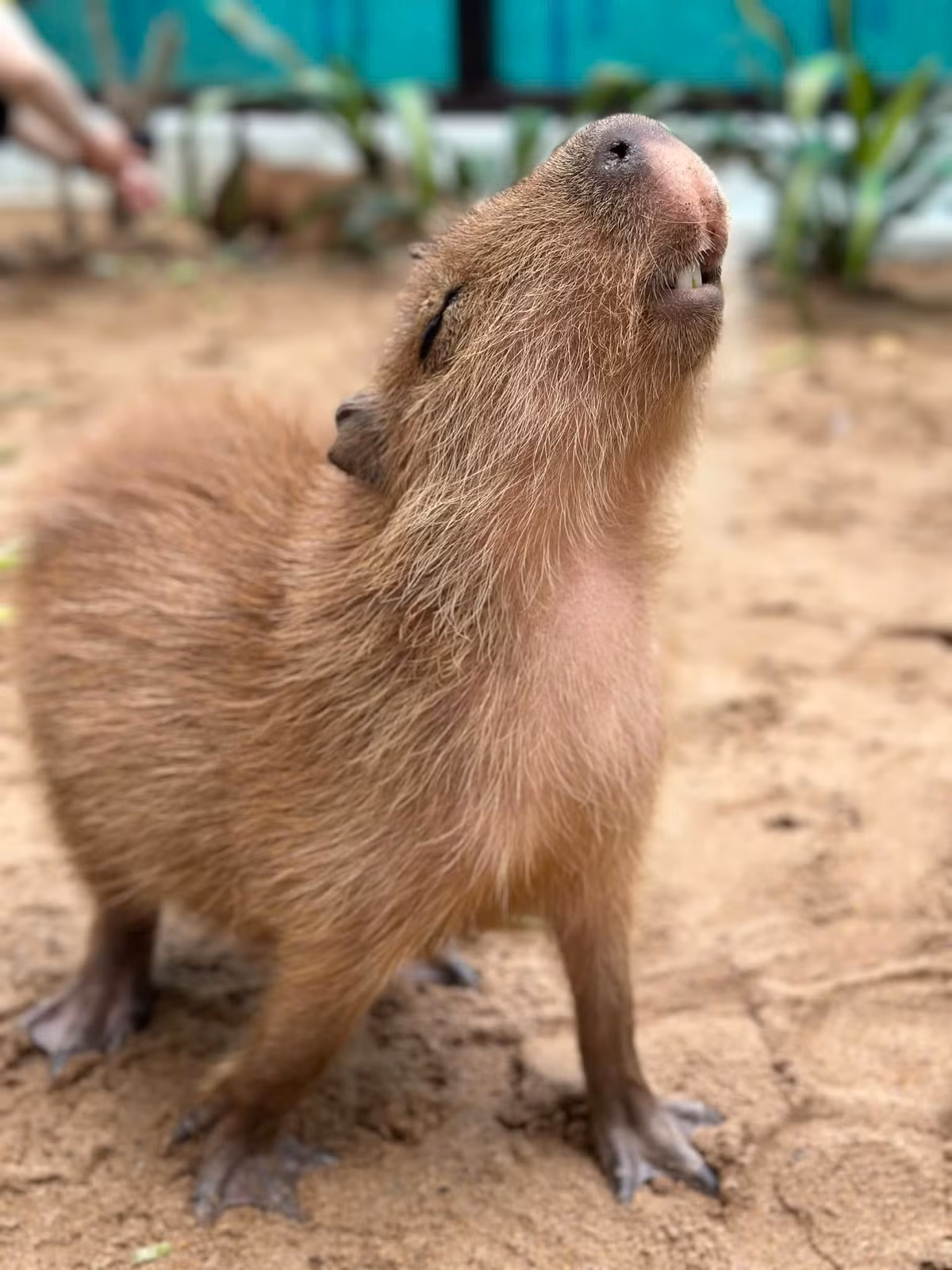 Capybara là loài động vật đáng yêu, được mệnh danh là "bộ trưởng bộ ngoại giao" trong thế giới động vật bởi tính tình hiền lành và có thể làm bạn với bất kỳ loài động vật nào.