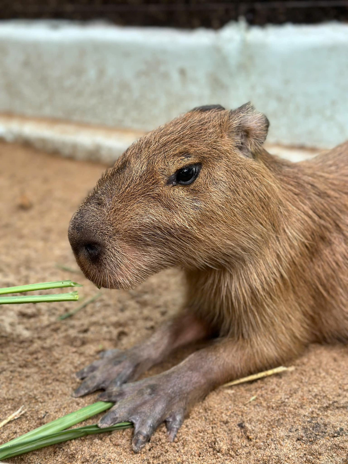 Trong dịp này, đơn vị sẽ tổ chức bốc thăm may mắn cho 20 khách hàng được trực tiếp giao lưu với các bé.