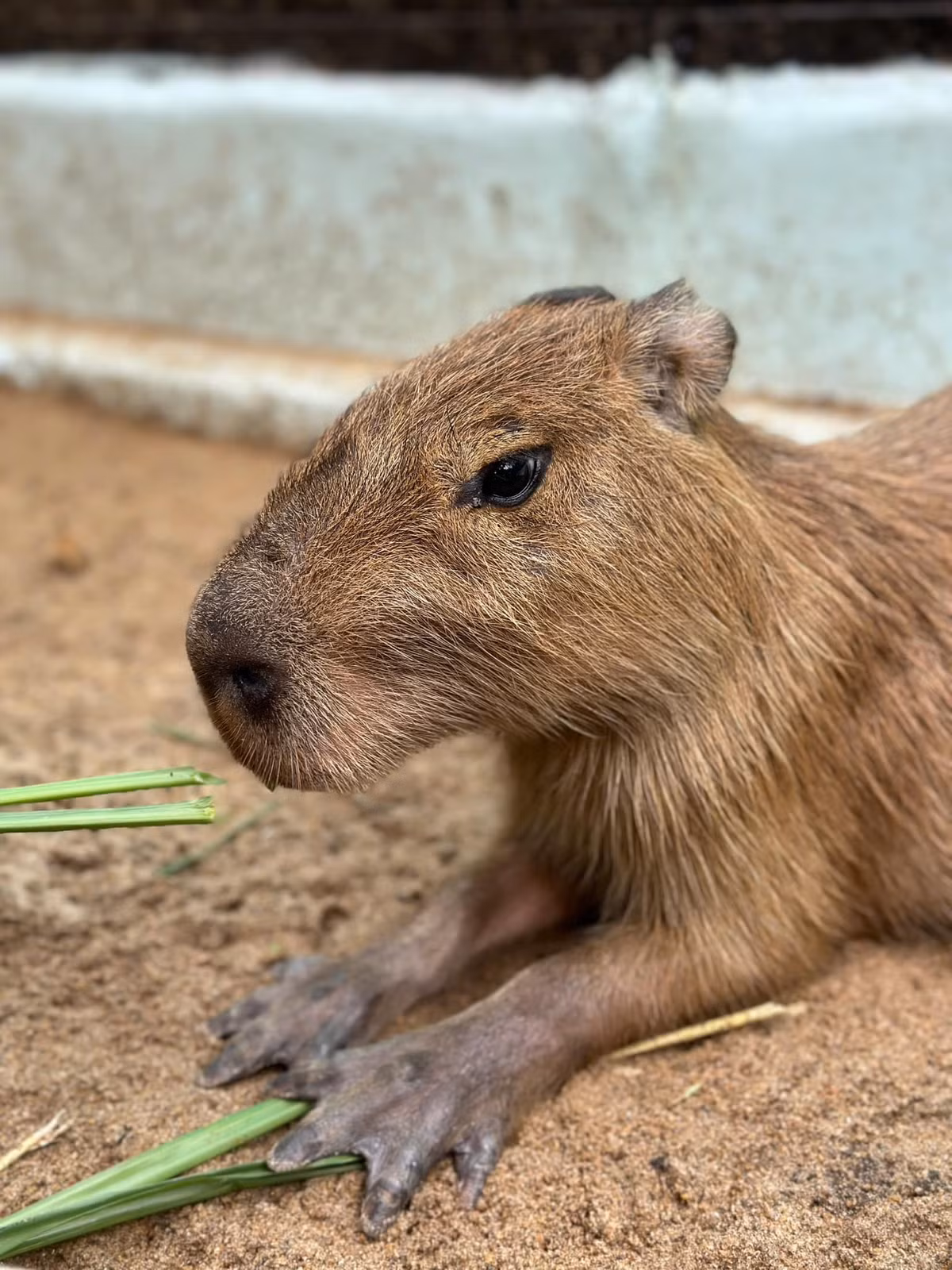 Trong dịp này, đơn vị sẽ tổ chức bốc thăm may mắn cho 20 khách hàng được trực tiếp giao lưu với các bé.