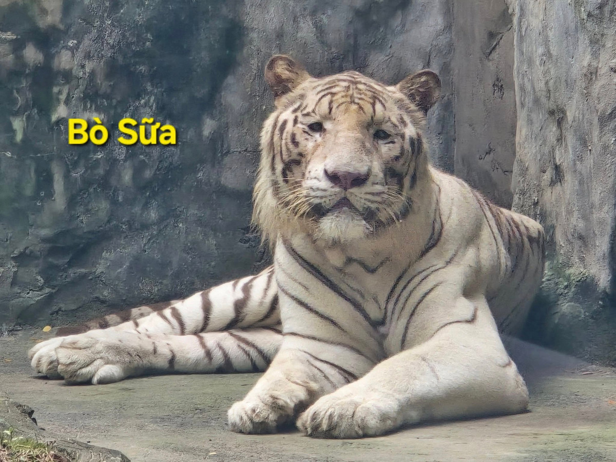 Chú hổ có tên Bò Sữa sở hữu gương mặt thất thần, ngái ngủ.