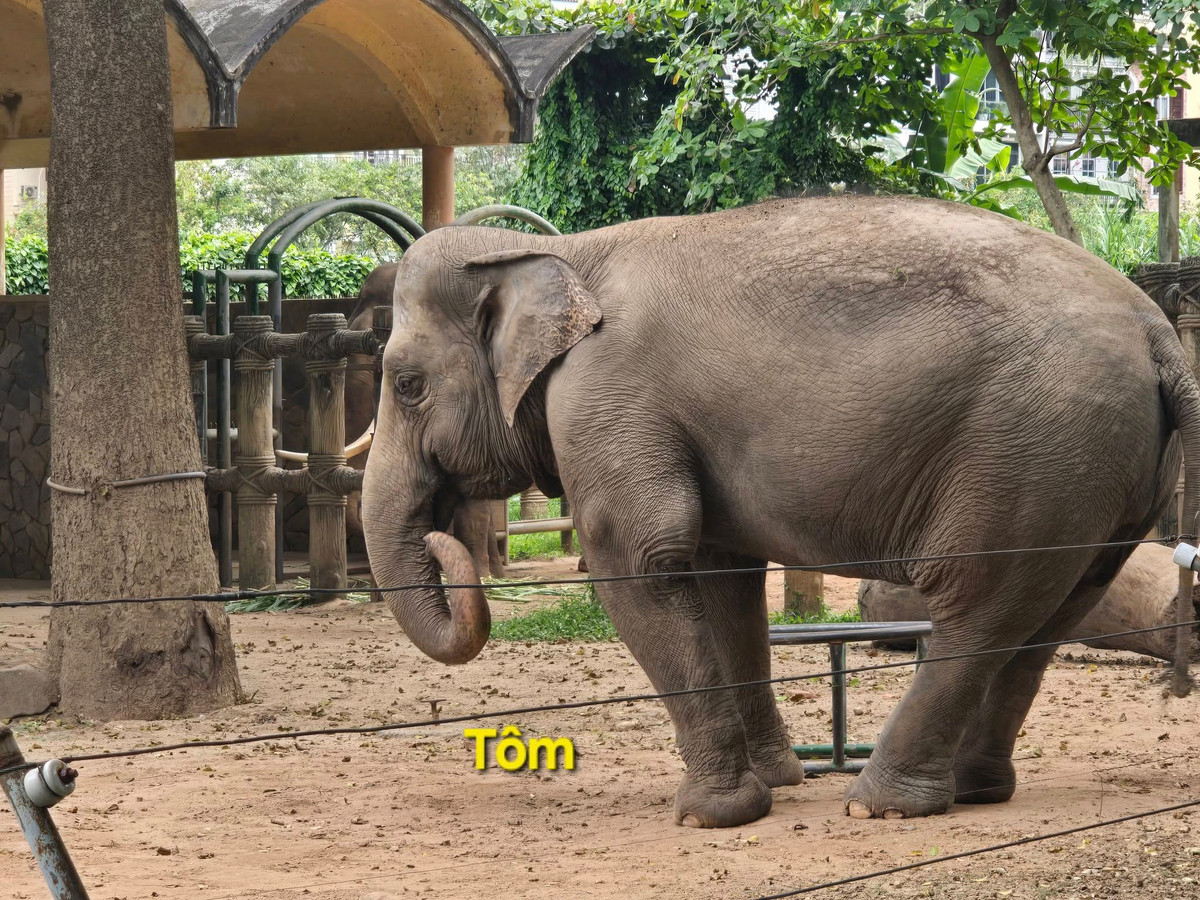 Thảo cầm viên Sài Gòn luôn biết cách gây ấn tượng với cách đặt tên các loài động vật. Có những cái tên được đặt vô cùng quen thuộc, giống như cách đặt tên con gọi ở nhà của nhiều gia đình Việt. Chính điều này đã mang lại sự gần gũi với khách tham quan.