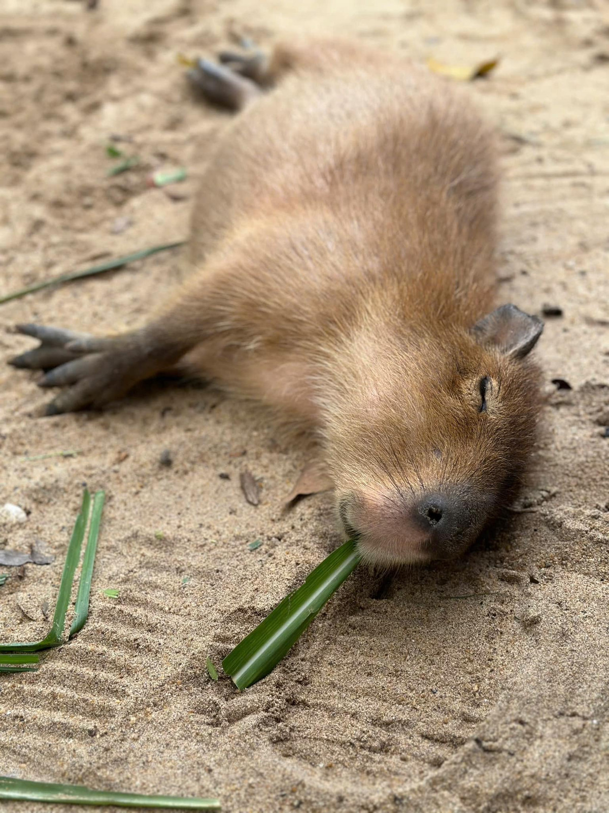 Thảo cầm viên Sài Gòn còn tung ra "bí kíp" để phân biệt 4 chú capybara này cực độc đáo: "Phú: xù lông phê, Quý: chấm eyeliner mắt phải, mê đưa mặt vào camera, Cát: gãi nằm ềnh ra, ngậm cỏ ngủ, Tường: xoay mặt vô tường".