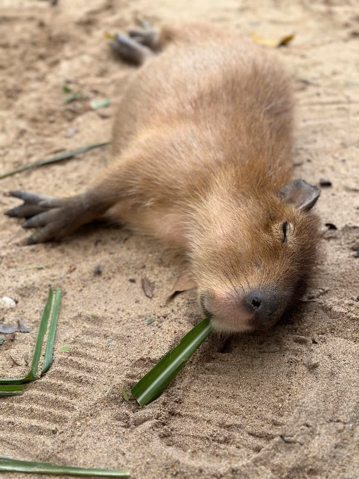 Thảo cầm viên Sài Gòn còn tung ra "bí kíp" để phân biệt 4 chú capybara này cực độc đáo: "Phú: xù lông phê, Quý: chấm eyeliner mắt phải, mê đưa mặt vào camera, Cát: gãi nằm ềnh ra, ngậm cỏ ngủ, Tường: xoay mặt vô tường".