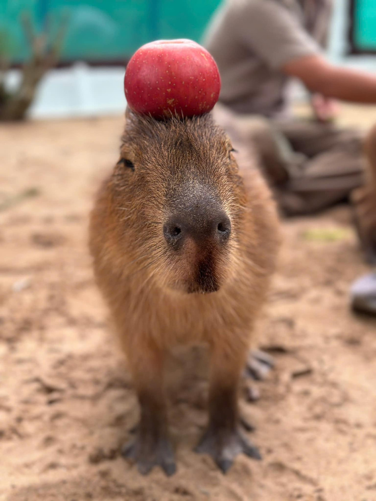 Không chỉ vậy, capybara được yêu thích bởi sự gần gũi và thân thiện với con người. Chúng ít khi cảnh giác và có xu hướng hòa đồng với con người.