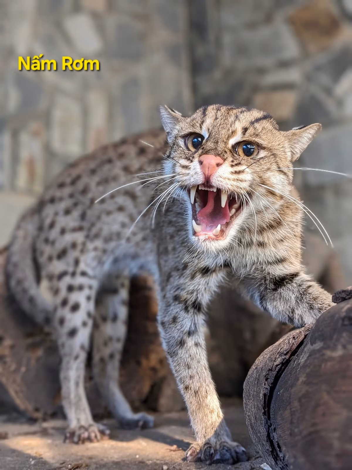 Có biểu cảm hổ báo, gương mặt trông khá xéo sắc nhưng lại có cái tên vô cùng hiền từ là Nấm Rơm.