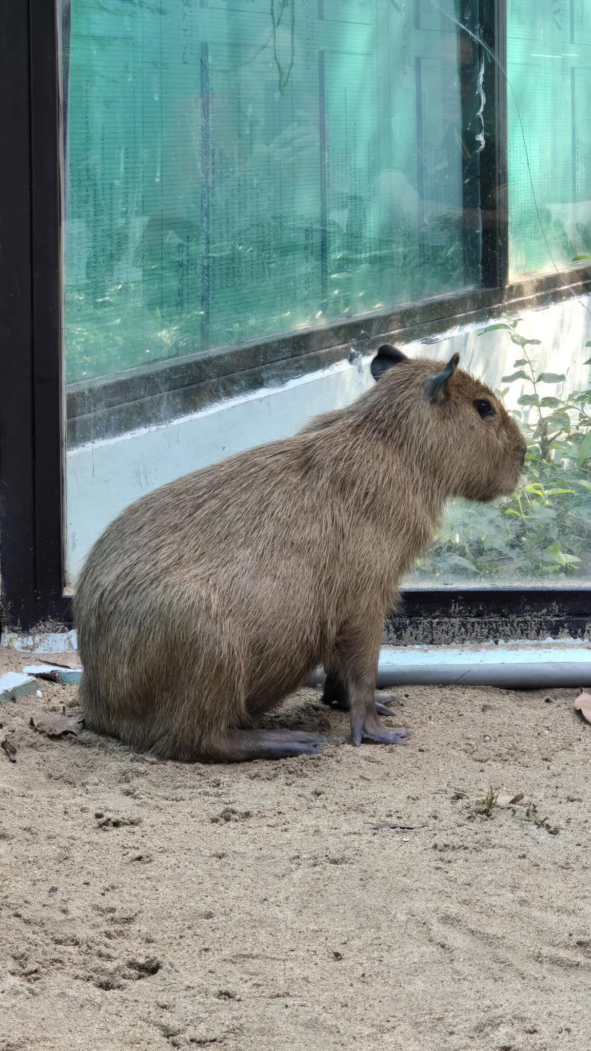 Netizen bày tỏ sự thích thú trước thông tin "Bộ trưởng Bộ Ngoại giao" sắp ra mắt ở Thảo cầm viên: "Đi giao lưu các bộ trưởng có mặc phải mặc véc không shop", "chấn động quá", "ôi bao giờ thì nhóm nhạc debut đấy ạ".