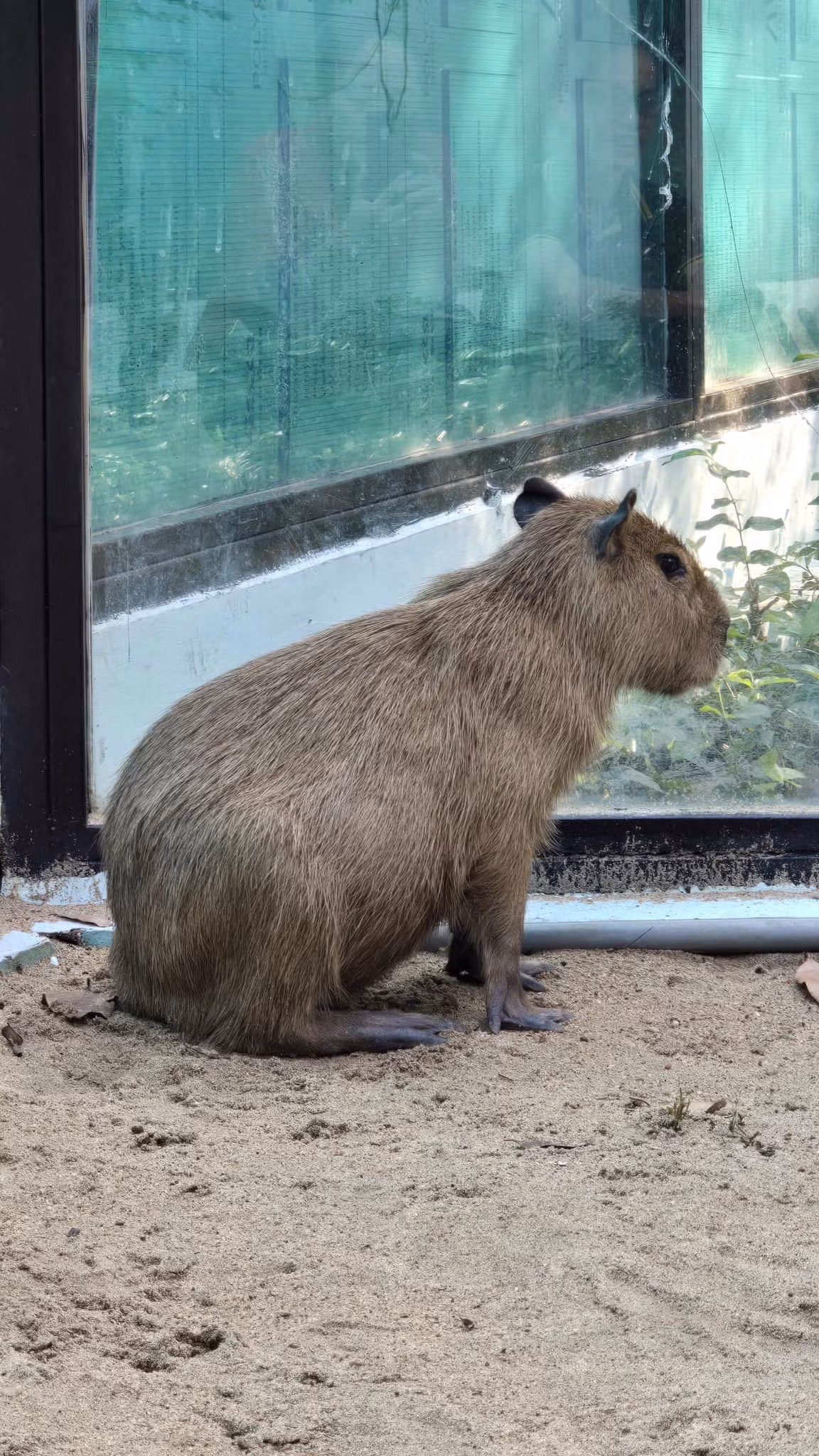 Netizen bày tỏ sự thích thú trước thông tin "Bộ trưởng Bộ Ngoại giao" sắp ra mắt ở Thảo cầm viên: "Đi giao lưu các bộ trưởng có mặc phải mặc véc không shop", "chấn động quá", "ôi bao giờ thì nhóm nhạc debut đấy ạ".