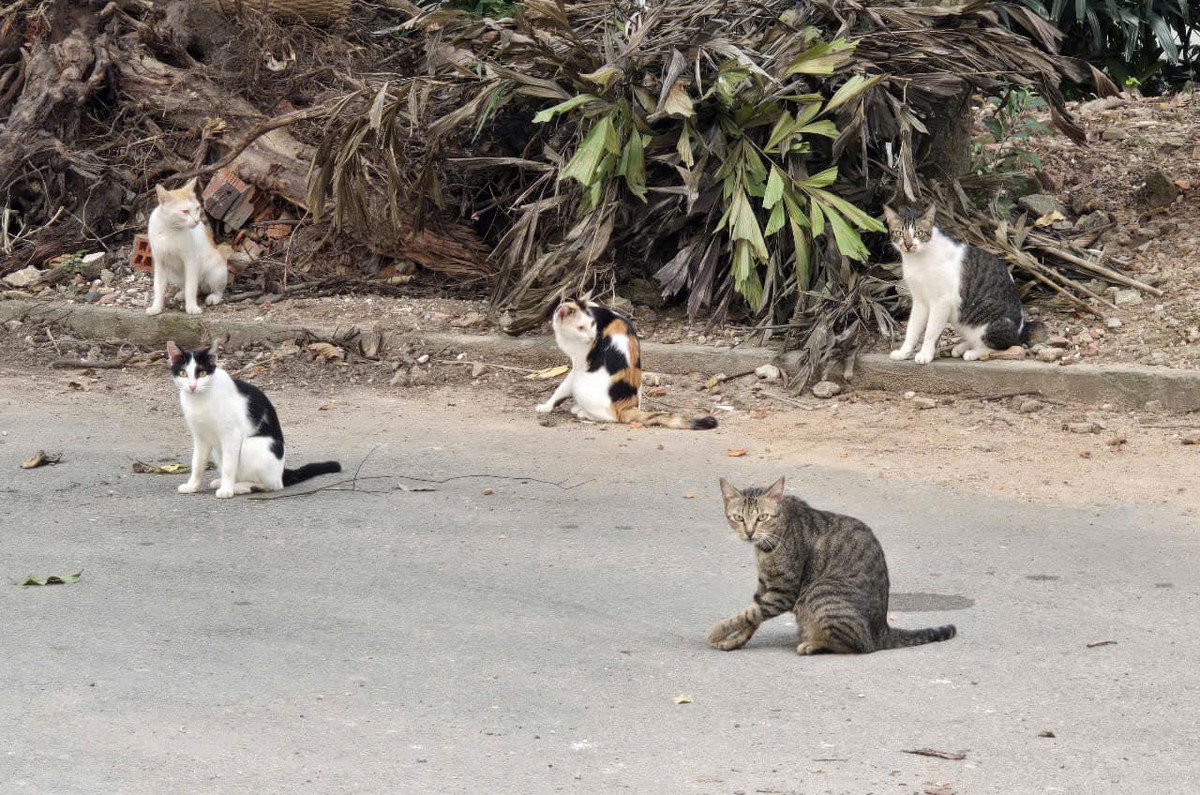 "Mọi người sẽ thấy các bé hiện diện khắp nơi ở các chuồng thú, kể cả các chuồng thú dữ và chung sống hòa bình với các bạn thú viên, thậm chí leo lên tới chức Trưởng chuồng như Mika ở chuồng Gấu, trở thành Idol của Thảo Cầm Viên khiến du khách thích thú khi vào tham quan."