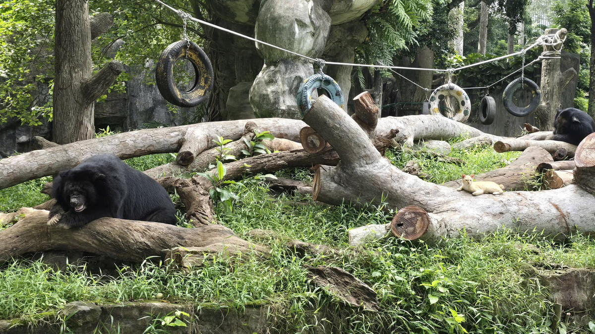 Nhiều người còn trêu đùa "đây mới là chủ nhận đích thực của vườn thú".