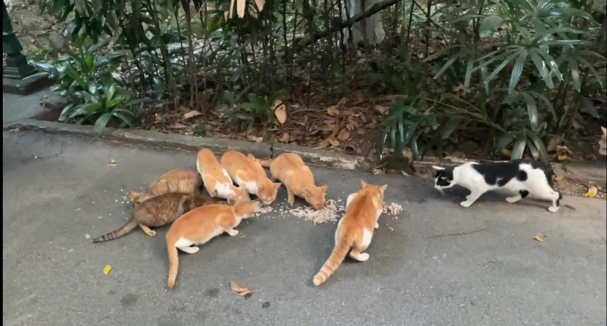 Thảo Cầm Viên là một trong 8 vườn thú có lịch sử lâu đời ở khu vực châu Á và thế giới, được thành lập và xây dựng từ năm 1864, đến nay tròn 160 năm.