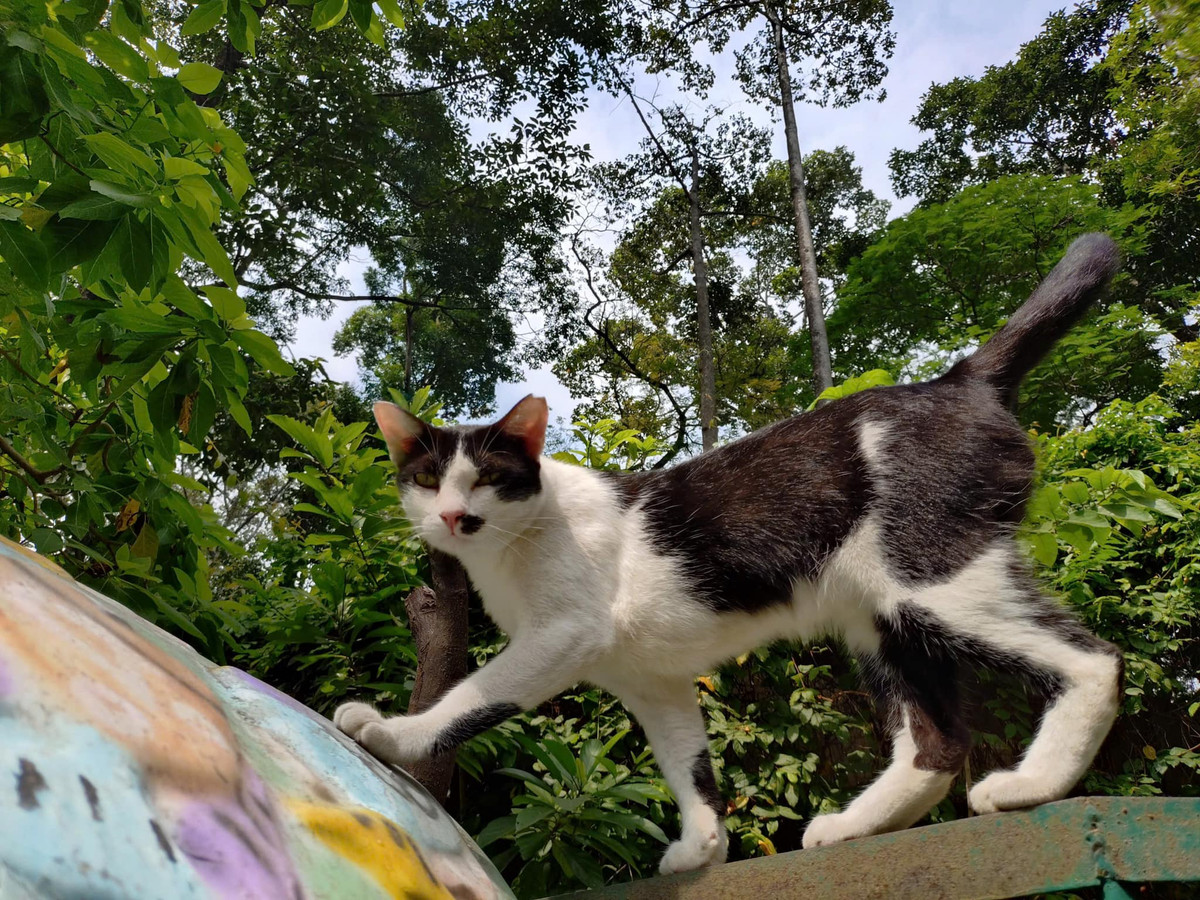 Fanpage chính thức của Thảo Cầm Viên chia sẻ: "Những ai thường xuyên đi Thảo Cầm Viên Sài Gòn sẽ biết ở Thảo Cầm Viên Sài Gòn có rất nhiều mèo hoang, số lượng hiện nay lên đến gần cả 100 bé. Các bé trở thành một thành viên gần như chính thức của Thảo Cầm Viên. Các bé được nhân viên, du khách cho ăn và Bác sĩ thú y theo dõi để tránh nguồn lây nhiễm bệnh cho các bạn thú viên."