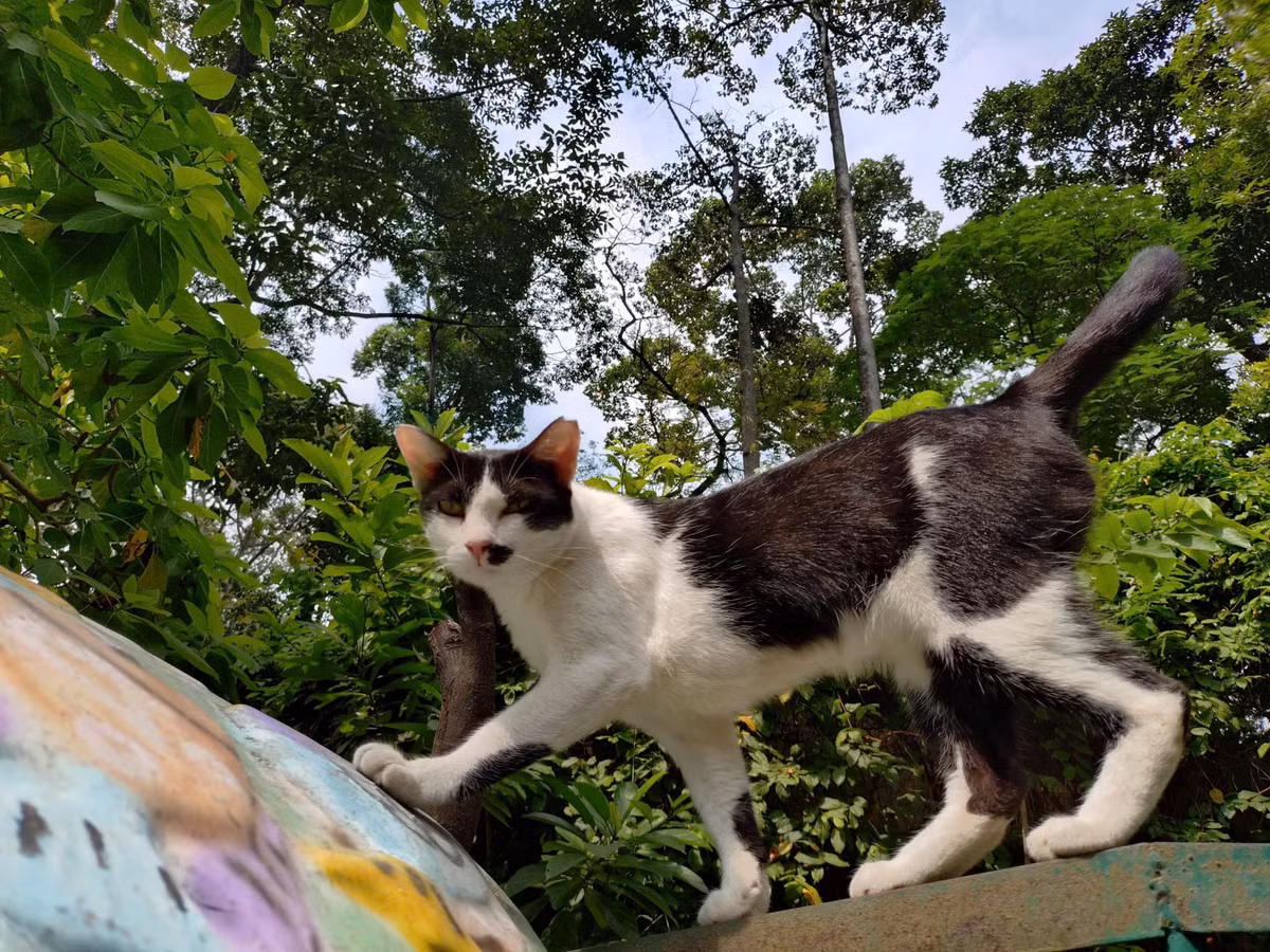 Fanpage chính thức của Thảo Cầm Viên chia sẻ: "Những ai thường xuyên đi Thảo Cầm Viên Sài Gòn sẽ biết ở Thảo Cầm Viên Sài Gòn có rất nhiều mèo hoang, số lượng hiện nay lên đến gần cả 100 bé. Các bé trở thành một thành viên gần như chính thức của Thảo Cầm Viên. Các bé được nhân viên, du khách cho ăn và Bác sĩ thú y theo dõi để tránh nguồn lây nhiễm bệnh cho các bạn thú viên."