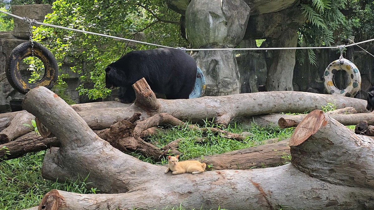 Hình ảnh chú mèo cam ở trong khu vực của gấu từng gây xôn xao mạng xã hội vì phong thái ung dung, lười biếng.
