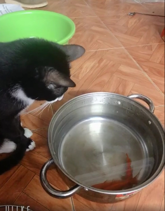 "Mèo nhà tôi ngồi canh Ông Táo cả buổi sáng" - một tài khoản MXH hài hước bình luận.