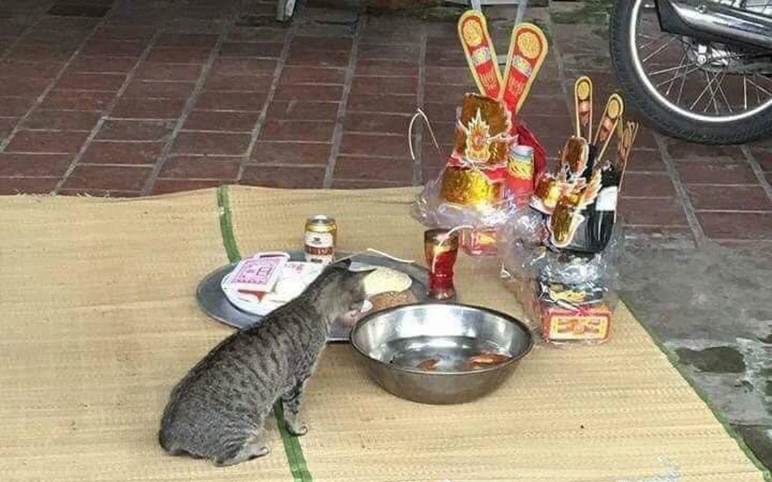 Cá chép là một loại cá có nhiều thịt, giàu dinh dưỡng và có hương vị thơm ngon. Đây là món ăn khoái khẩu của nhiều loài động vật, trong đó có mèo. Ngoài ra, mùi thơm của cá chép còn thu hút mèo từ xa.