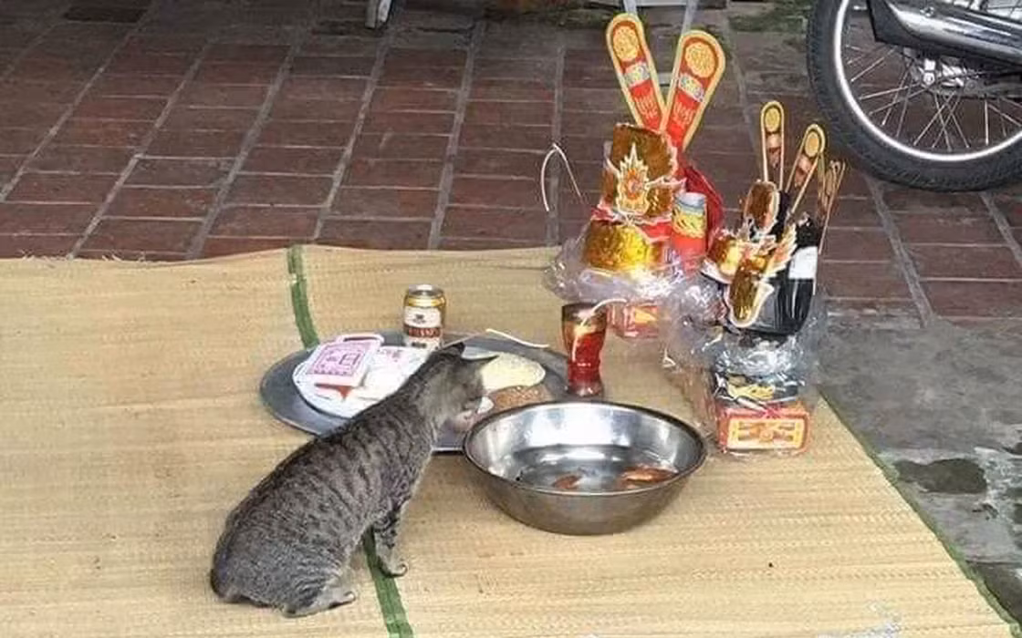 Cá chép là một loại cá có nhiều thịt, giàu dinh dưỡng và có hương vị thơm ngon. Đây là món ăn khoái khẩu của nhiều loài động vật, trong đó có mèo. Ngoài ra, mùi thơm của cá chép còn thu hút mèo từ xa.