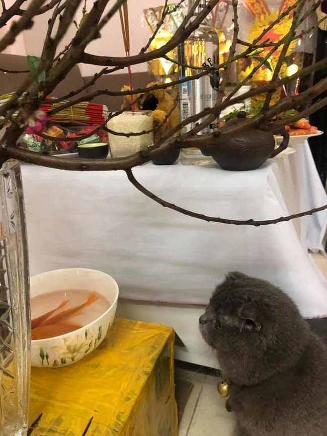 Gương mặt chú mèo đang chăm chú tìm thời cơ.