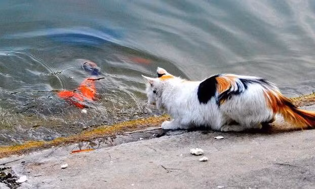 Cứ nghĩ rằng thả cá xuống hồ rồi là an toàn ư...