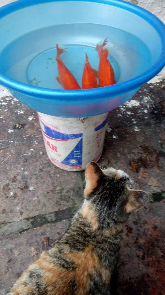 Với bản tính là một loài động vật săn mồi, chú mèo này đã đánh hơi thấy vị trí của chậu cá vàng, khiến chủ lo lắng không yên.