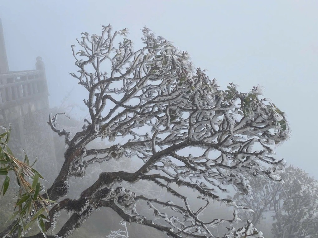 Vài ngày trước, trên đỉnh núi này cũng đã xuất hiện sương muối và lớp băng mỏng vào một số thời điểm đêm, sáng sớm.