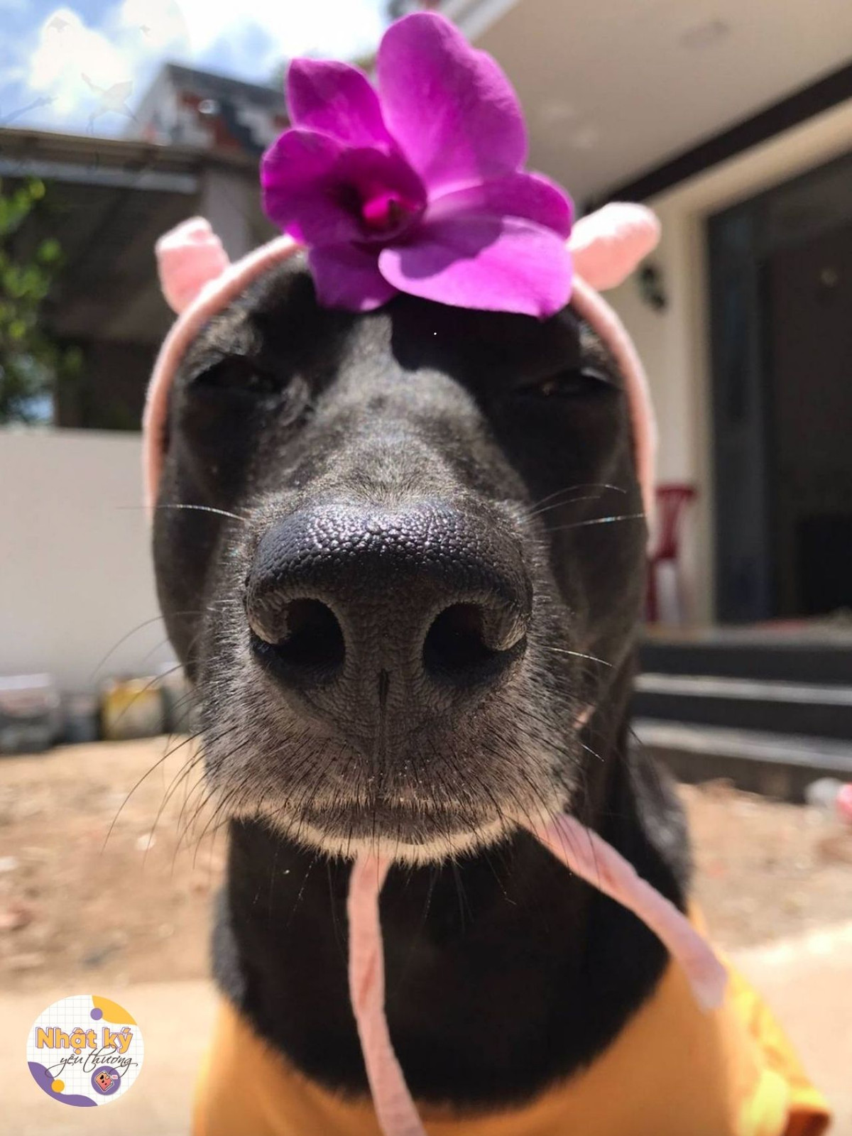 "Boss có phong cách thời trang ấn tượng nhất là đây rồi", "thần thái thì thôi rồi" - Netizen để lại bình luận dưới những bức ảnh của chú cún này.