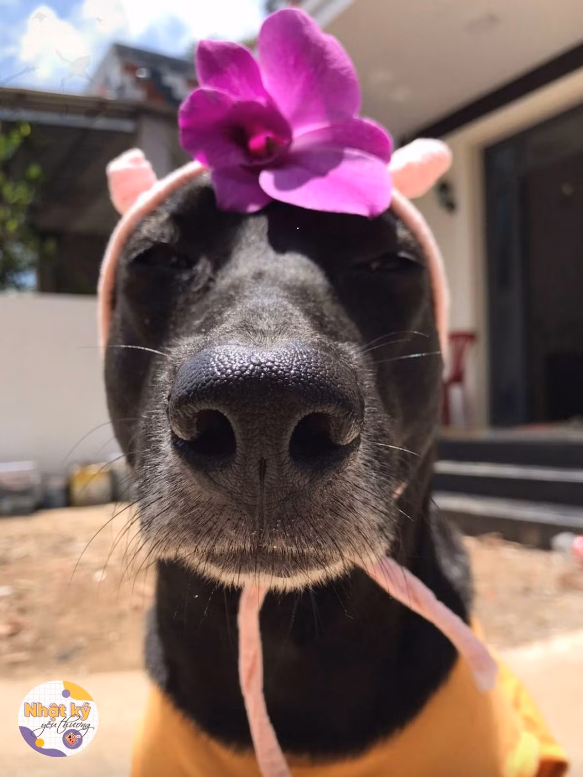 "Boss có phong cách thời trang ấn tượng nhất là đây rồi", "thần thái thì thôi rồi" - Netizen để lại bình luận dưới những bức ảnh của chú cún này.