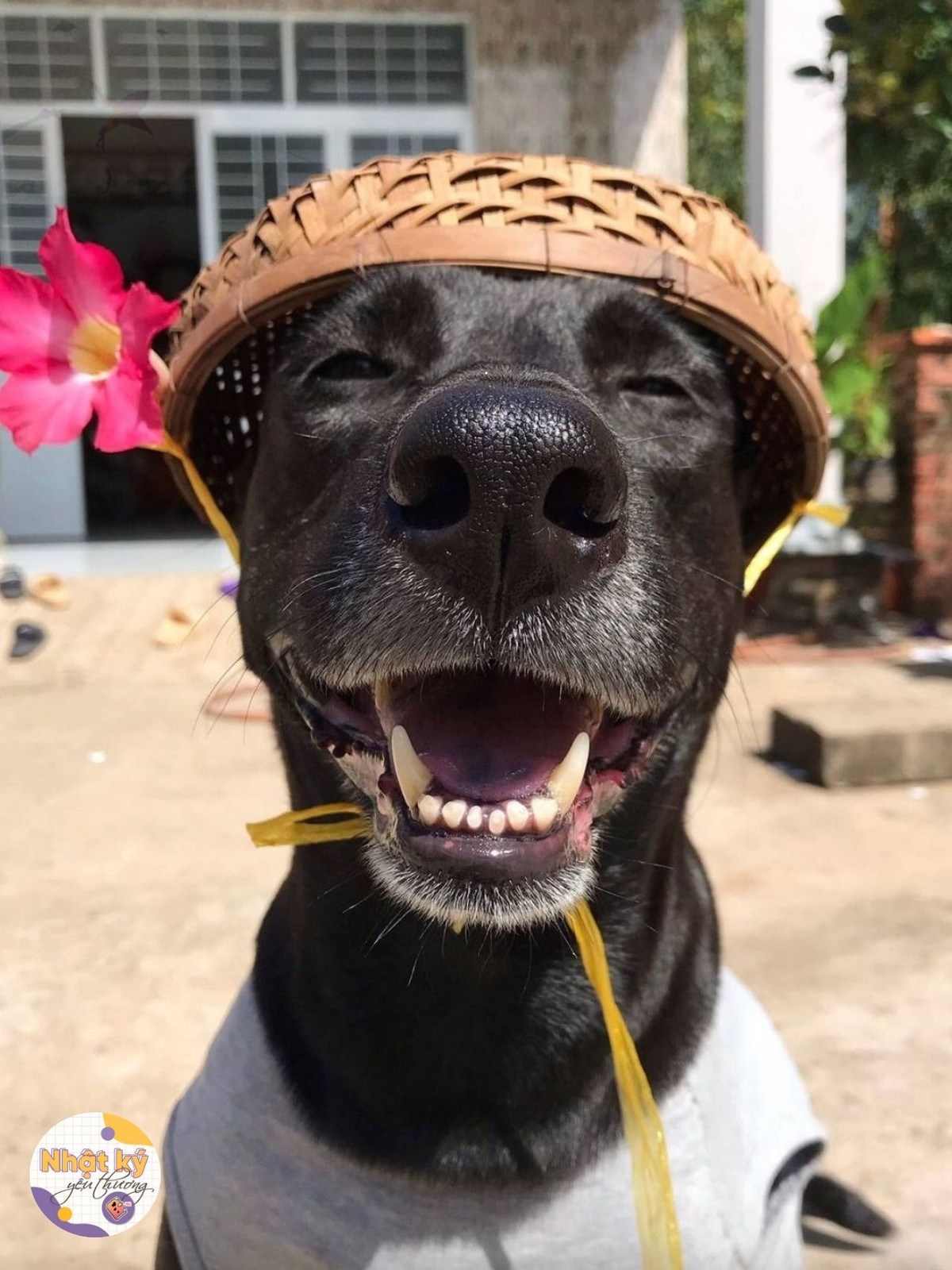 Nhiều người còn gợi ý cho chủ nhân của chú cún nên cho thú cưng của mình đi làm mẫu ảnh cho những shop thời trang thú cưng.