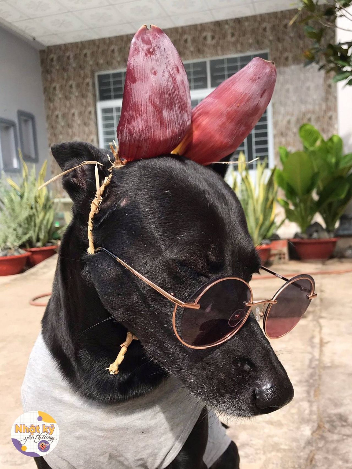 Chú cún tạo dáng với đa dạng biểu cảm phong phú vô cùng chuyên nghiệp.