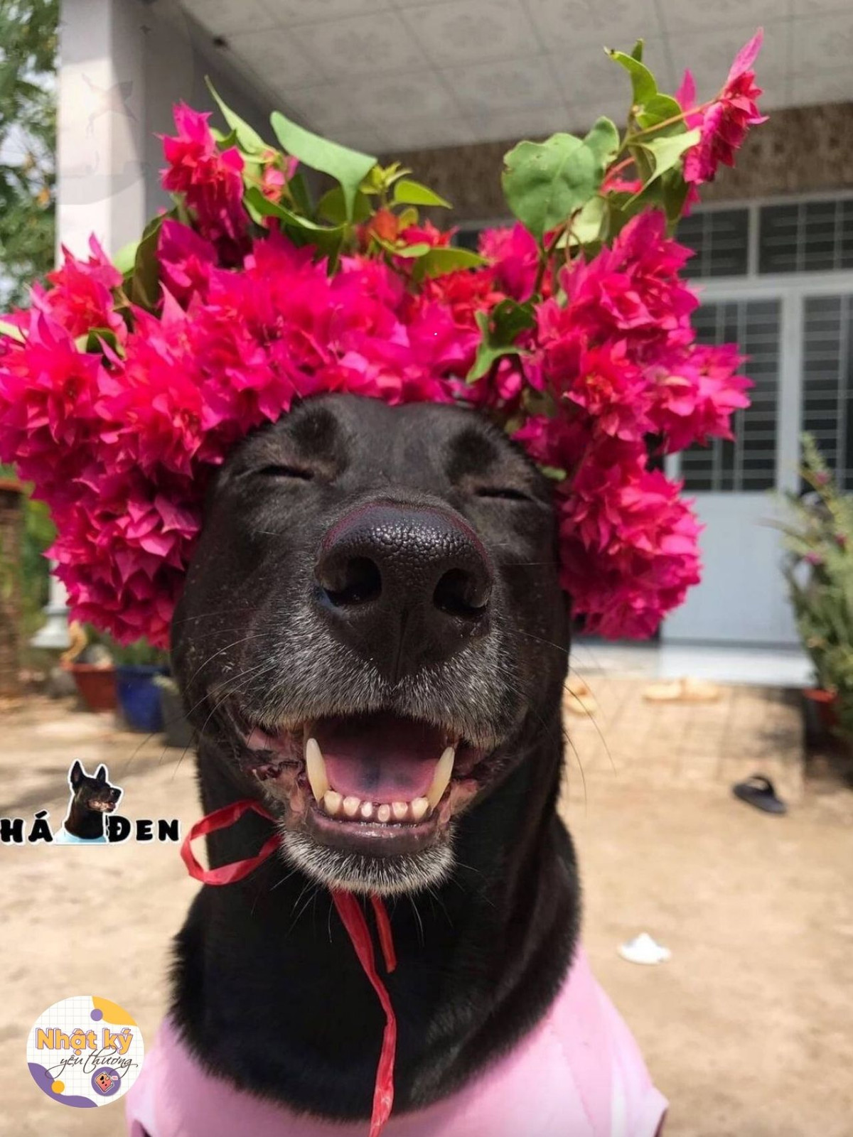 Thần thái "bất cần đời" của chú cún này cũng chính là điểm nhấn khiến nhiều người không nhịn nổi cười.