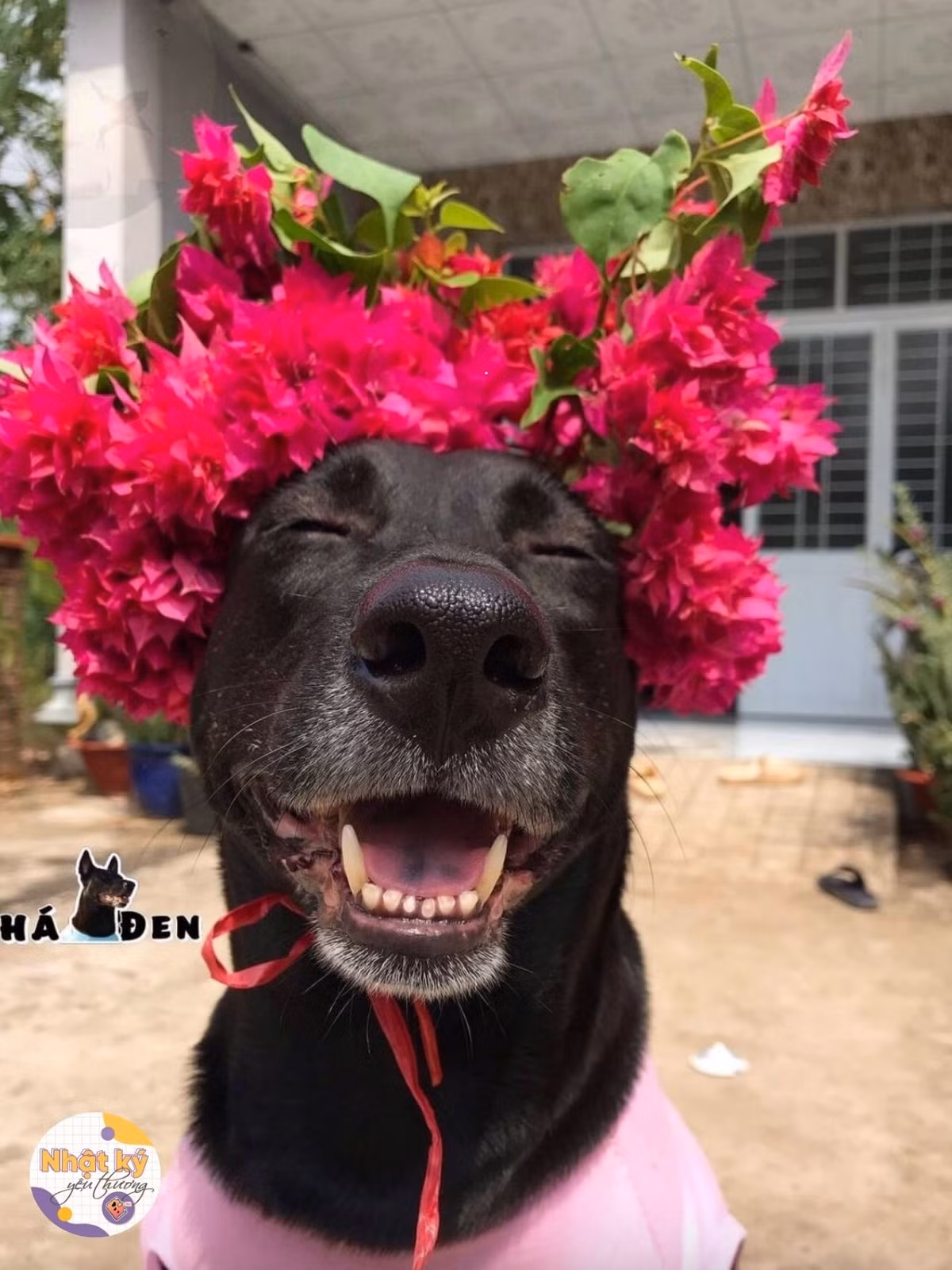 Thần thái "bất cần đời" của chú cún này cũng chính là điểm nhấn khiến nhiều người không nhịn nổi cười.