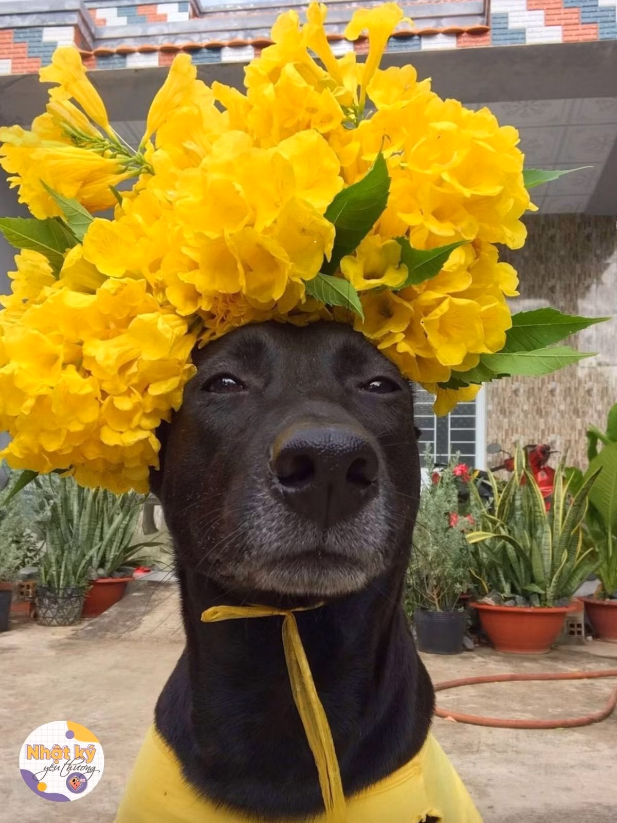 Chủ nhân của chú cún cũng thể hiện sự sáng tạo của mình khi với những đạo cụ cây nhà lá vườn nhưng những bộ cánh được tạo ra cực kỳ sáng tạo, hút mắt.