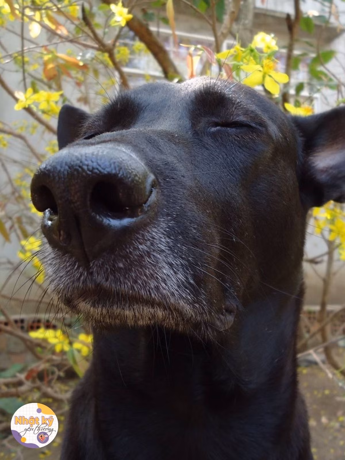 Những bức ảnh này của chú cún hiện đang thu hút hàng chục nghìn lượt yêu thích trên mạng xã hội.