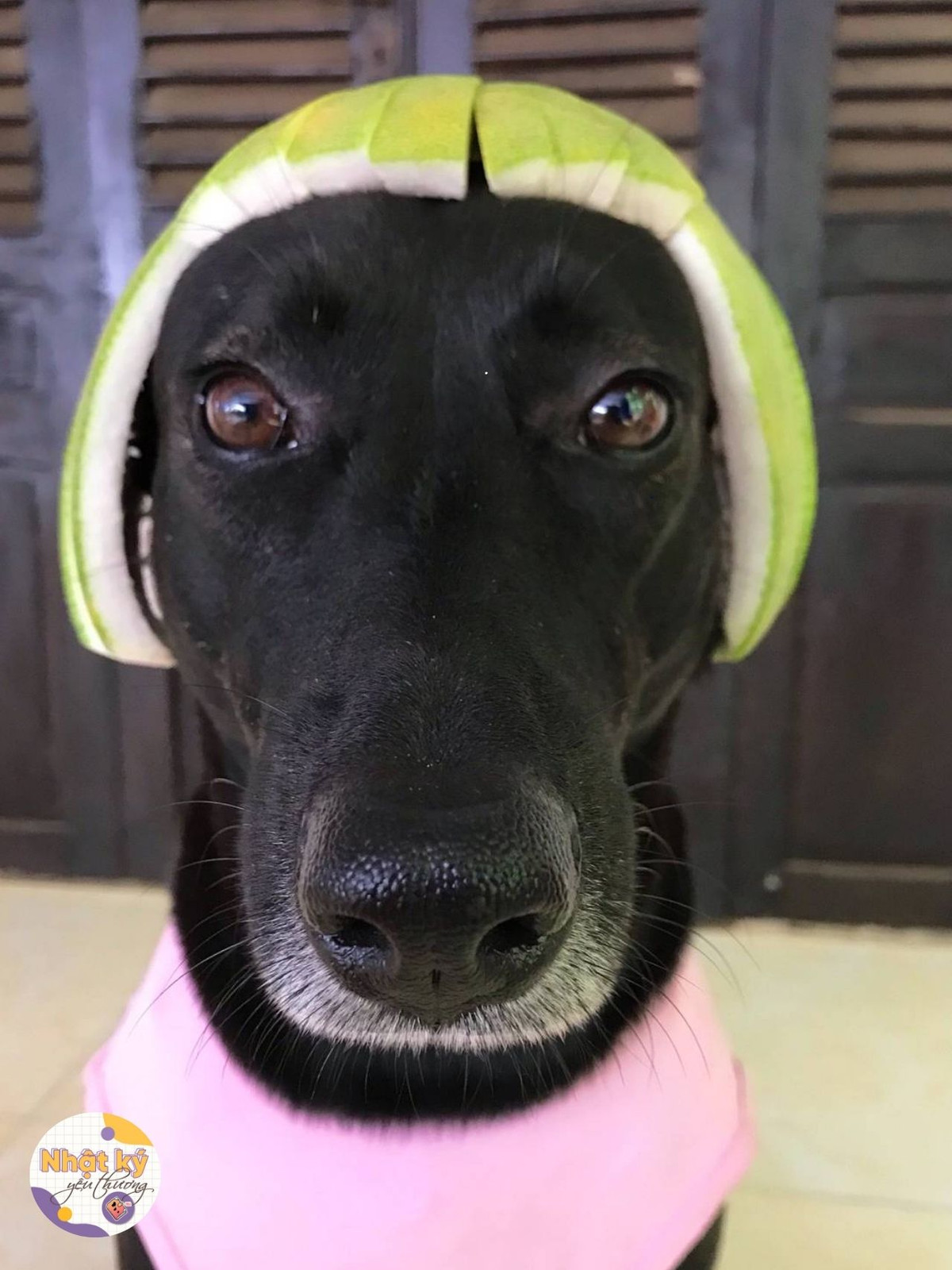 Những bộ cánh được thiết kế cho chú cún gồm những phụ kiện được làm từ cây nhà lá vườn như lá chuối, quả chuối, vỏ bưởi, hoa giấy...