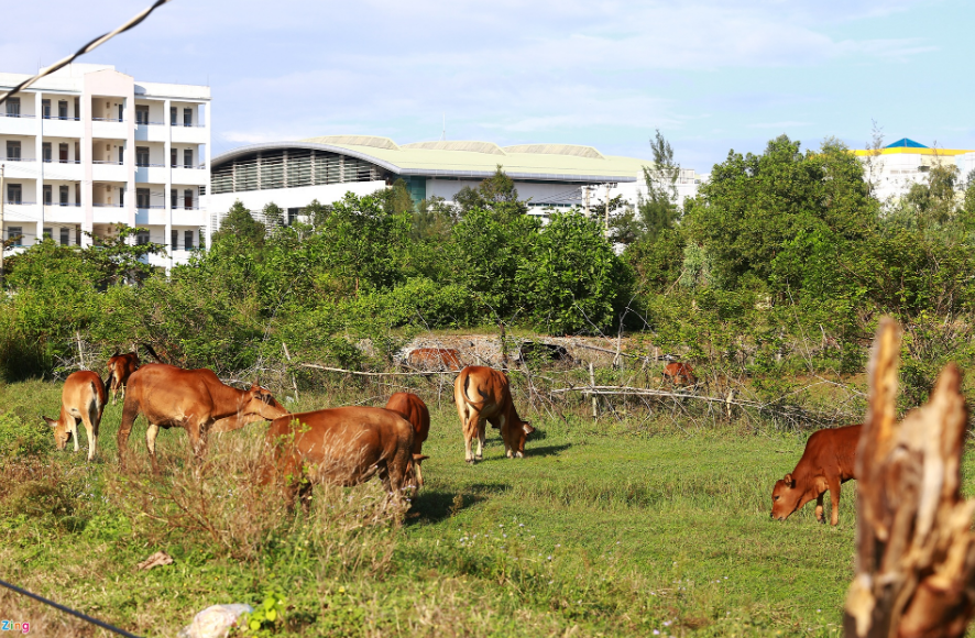 Người dân phường Hòa Quý thả bò ra những bãi đất trống trong khuôn viên dự án. (Ảnh: Zing).
