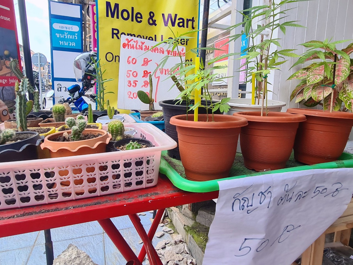 Một số cửa hàng niêm yết giá 50 baht (33.000đ)/1 cây cần sa nhỏ.