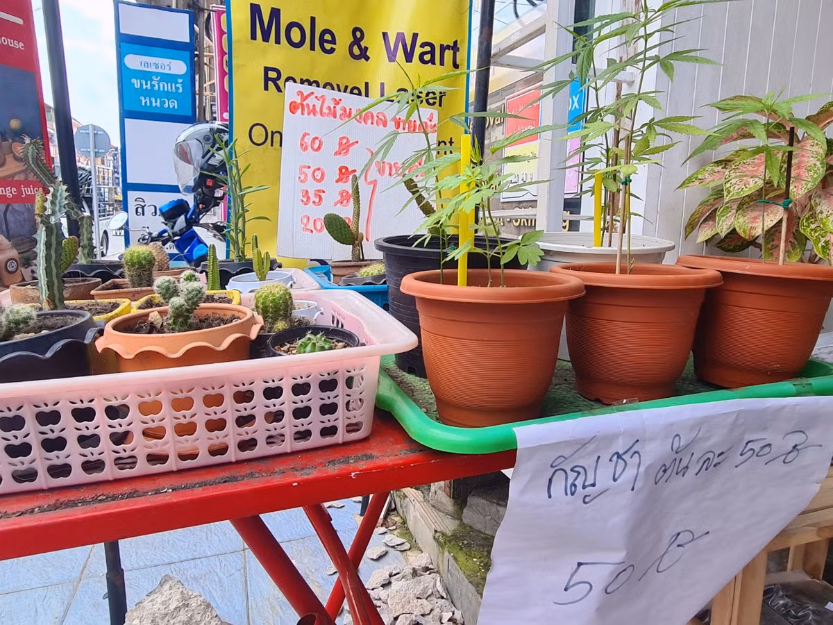 Một số cửa hàng niêm yết giá 50 baht (33.000đ)/1 cây cần sa nhỏ.