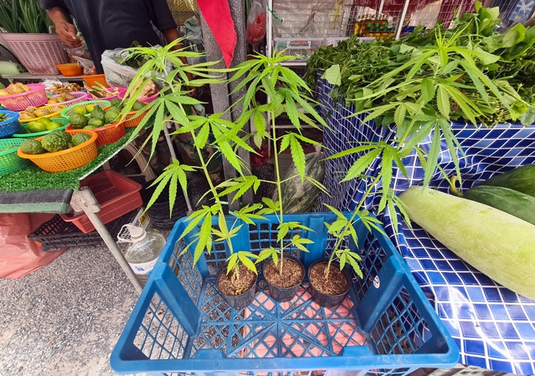 Cây cần sa được bán như “rau muống” trên đường phố Pattaya của Thái Lan.