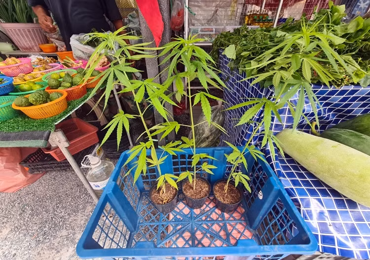 Cây cần sa được bán như “rau muống” trên đường phố Pattaya của Thái Lan.