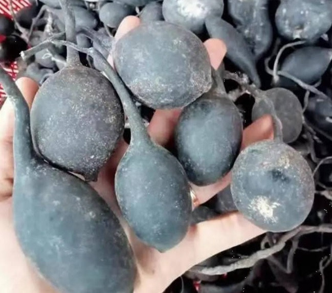 Sau khi kiểm tra kỹ, các chuyên gia xác định những "quả bóng" mà lão nông đào được thực chất là một loại thảo dược quý hiếm. Đó chính là sâm ô linh quý hiếm, thậm chí được ví như "vàng đen".