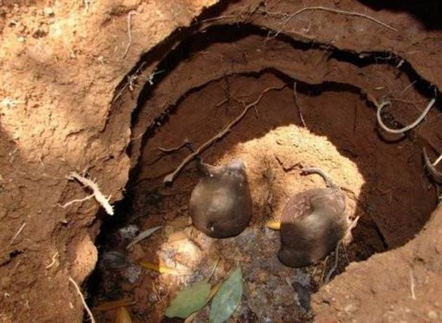 Theo Đông y sâm ô linh có vị ngọt nhẹ, tính bình, có mùi thơm. Loài nấm này có nhiều công dụng tốt cho sức khỏe như" bổ thận, cầm máu, tăng cường trí nhớ, chữa mất ngủ mãn tính, trị chứng huyết áp cao, trị bỏng...