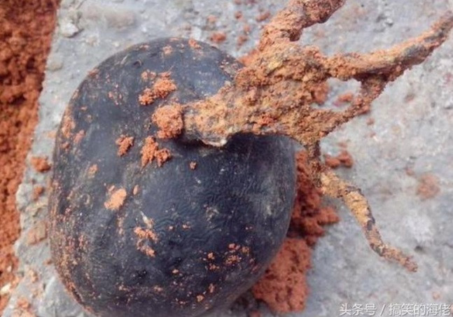 Những "quả bóng" đen sì có nhiều kích thước khác nhau. Lão nông nhận thấy chúng khá giống quả bom với chiếc đuôi dài. Khi ông cầm chúng lên thấy khá nhẹ.