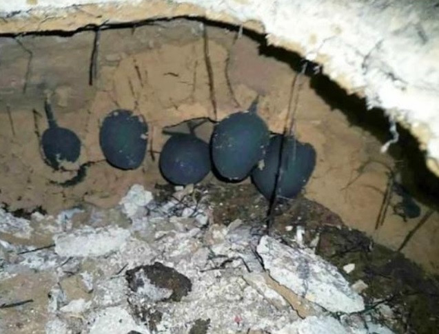 Khi đã đào sâu vào trong tổ mối, lão nông không nhìn thấy một con mối nào. Thay vào đó, ông kinh ngạc khi thấy nhiều "quả bóng" đen xì.